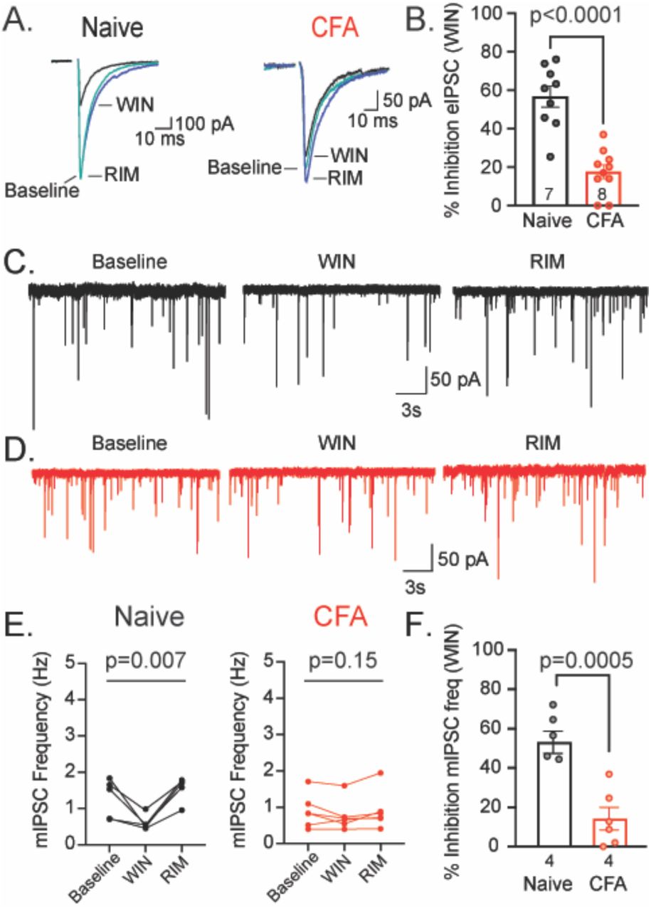 Persistent inflammation reduces WIN-induced inhibition of GABA release. (A) Representative traces of eIPSCs isolated in NBQX recorded from vlPAG neurons in baseline (5μM; teal), the cannabinoid receptor agonist WIN,55212 (WIN 3 μM; black) and the CB1R selective antagonist rimonabant (RIM; 3 μM; blue) from naïve (left) and CFA-treated (right) animals. (B) Percent inhibition of eIPSC amplitude by WIN in slices from naïve (black bar) and CFA-treated rats (red bar) (unpaired t-test, t14=5.34; p=0.0002). (C,D) Representative trace of mIPSCs recorded from vlPAG neurons in baseline containing TTX (500 nM) and NBQX (5 μM), WIN (3 μM), and RIM (3 μM) from slices of naïve (black, C) or CFA-treated rats (red, D). (E) mIPSC frequency at baseline, WIN, and RIM from slices of naïve (black) and CFA-treated (red) rats. (F) WIN percent inhibition of mIPSC frequency from naïve (black) and CFA-treated (red) rats (unpaired t- test, t(10)=4.65; p=0.0009).