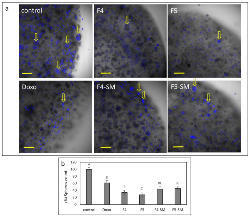 (a) Examples for representative confocal images of U87 cells following treatment with F4 (20 µg/mL), F5 (16.5 µg/mL), F4-SM (12.5 µg/mL), and F5-SM (10 µg/mL), for 8 d. Doxorubicin (Doxo, 2.0 µg/mL) served as a positive control. Control is vehicle control (2.0% v/v methanol). Overlay of brightfield and Hoechst staining for nuclei (blue color) is shown in five concurrent optical sections; scale bars = 200 µm; n = 3. Arrows point to some of the colonies that formed. (b) Percentage of the number of colonies in each of the treatments (out of the average number of colonies in the control), presented as mean; error bars indicate ± SE (n = 3). Levels with different letters are significantly different from all combinations of pairs according to the Tukey–Kramer honest significant difference (HSD; p ≤ 0.05).