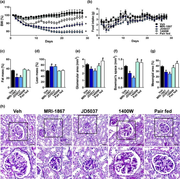 MRI‐1867 and peripheral CB1 receptor blockade effectively restore metabolic and kidney morphological changes in diet‐induced obese (DIO) mice in comparison with inducible NOS inhibition or pair feeding. Six‐week‐old male C57Bl/6J mice were fed with high‐fat diet (HFD) for 18 weeks and then treated chronically by oral gavage with either vehicle (Veh; 1% Tween 80, 4% DMSO, and 95% saline), MRI‐1867 (3 mg·kg−1), peripherally restricted CB1 receptor antagonist, JD5037 (3 mg·kg−1), and inducible NOS inhibitor, 1400W (10 mg·kg−1). A parallel group of mice, which was pair fed similarly to the MRI‐1867 group, was treated with Veh. Treatment was given for 28 consecutive days. MRI‐1867 and JD5037 reduced (a) body weight (BW) and (b) food intake. Both drugs reduced (c) body fat mass and increased (d) lean mass. Histologically, MRI‐1867 and JD5037 reduced (e, h) HFD‐induced glomerular enlargement, increased (f, h) Bowman's space area, and (g, h) mesangial expansion. Scale bar, 20 μm. Data represent the mean ± SEM from 7 to 14 mice per group. * P < .05, significantly different from diet‐induced obese animals treated with Veh; # P < .05, significantly different from diet‐induced obese mice treated with MRI‐1867; one‐way ANOVA, followed by a Bonferroni post hoc test