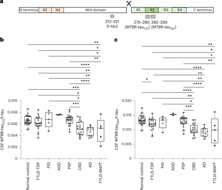 4R-specific CSF MTBR-tau decreases in CBD, FTLD-MAPT and AD.a, Schematic of the quantified peptides of t-tau 212–221, truncation and 4R isoform-specific MTBR-tau in the R2 region (gray bars, MTBR-tau275 and MTBR-tau282). The relative abundance of each MTBR-tau was normalized to the t-tau peptide. b,c, CSF MTBR-tau275/t-tau (b) and MTBR-tau282/t-tau (c) significantly decreased in CBD (n = 18), AD (n = 10) and FTLD-MAPT (n = 5) compared to normal control (n = 29), FTLD-TDP (n = 21) and other FTLD-tau. FTLD-MAPT P301L (red, n = 2), R406W (blue, n = 2) and S305I (green, n = 1) decreased in MTBR-tau/t-tau measurements in this order. *P < 0.05, **P < 0.01, ***P < 0.001, ****P < 0.0001. The box plots show the minimum, 25th percentile, median, 75th percentile and maximum. Differences in biomarker values were assessed with a one-way ANOVA. A two-sided P < 0.05 was considered statistically significant and corrected for multiple comparisons using a Benjamini–Hochberg FDR set at 5%.