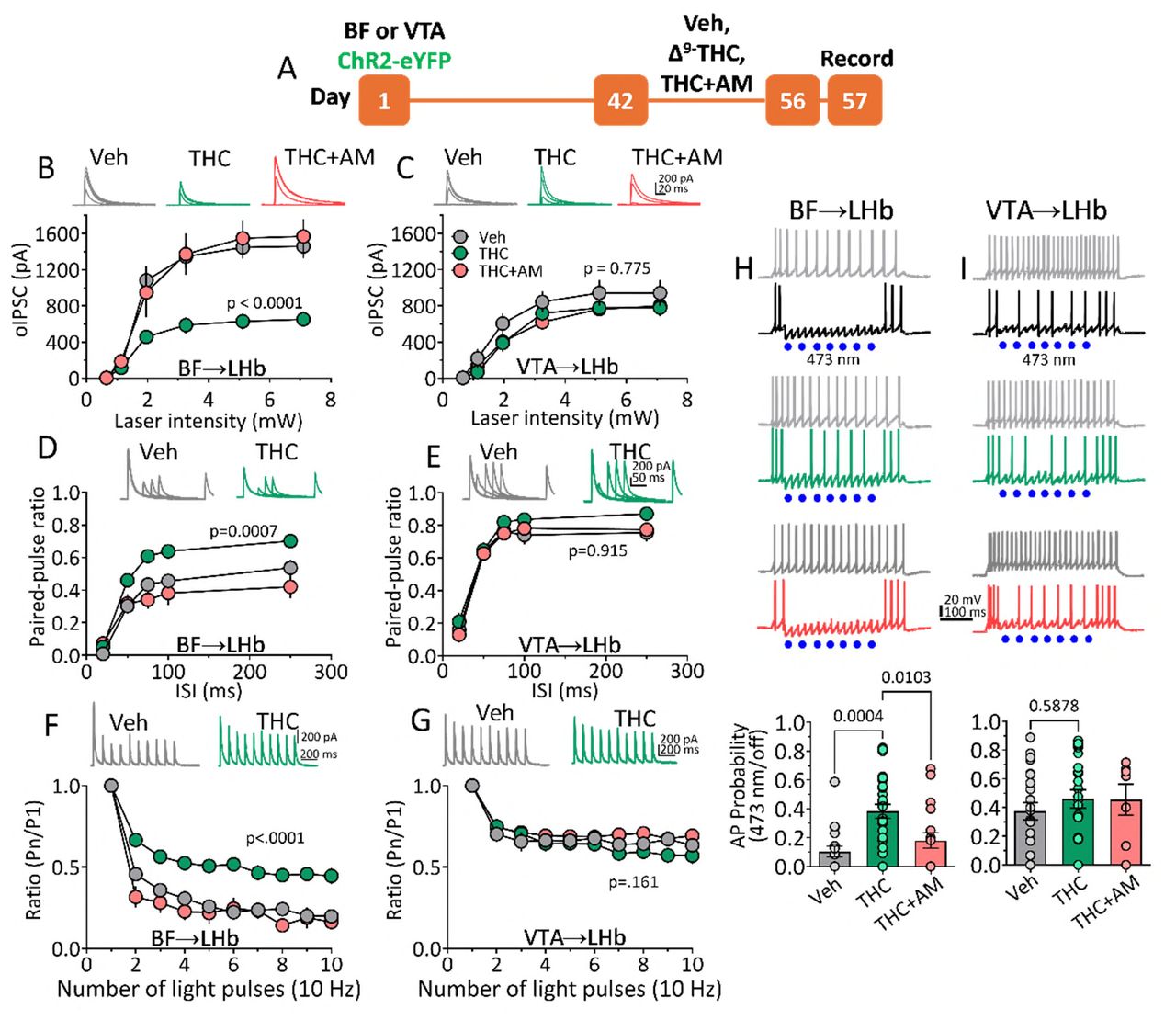 Δ⁹-THC withdrawal alters BF– but not VTA–driven synaptic inhibition of LHb neurons.A. Experimental timeline. B–C. I-O curves and averaged oIPSCs from BF (B) and VTA (C) inputs show reduced BF oIPSCs during Δ⁹-THC withdrawal, reversed by AM251; no change at VTA inputs. D–E. Paired-pulse ratios (PPRs) across interstimulus intervals. PPR was increased at BF inputs after THC withdrawal (p < 0.0001), indicating decreased release probability; unchanged at VTA inputs. AM251 co-treatment normalized BF PPR. F–G. 10 Hz photostimulation revealed reduced short-term synaptic depression at BF inputs during THC withdrawal (F), but not at VTA inputs (G). BF inputs showed greater depression than VTA under control conditions (p = 0.036), suggesting higher release probability. H–I. Current clamp recordings of action potentials (APs) in LHb neurons during current injection with/without photostimulation of BF (H) or VTA (I) inputs. THC withdrawal reduced BF-mediated AP suppression (p = 0.0003), restored by AM251; no effect on VTA-driven AP suppression. number rats/number neurons: B: 5/12 (Veh), 5/15 (THC), 4/8 (THC+AM); C: 4/9, 5/12, 5/9; D: 6/17, 6/17, 4/7; E: 6/12, 6/12, 5/11; F: 6/11, 7/15, 4/7; G: 6/13, 6/15, 4/7; H: 6/18, 8/27, 6/19; I: 7/24, 7/23, 4/7.