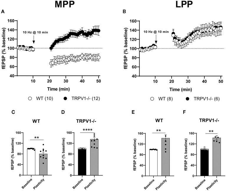 (A) Low-frequency stimulation (LFS) triggers long-term depression (LTD) at the medial perforant path (MPP) synapses in WT (white circles) and long-term potentiation (LTP) in TRPV1-/- (black circles). (B) Similar stimulation elicits the long-term potentiation at the lateral perforant path (LPP) in WT (white circles) and TRPV1-/- (black circles). For representation, each experiment was normalized to its baseline. The average of the fEPSP areas is shown. Arrows point to LFS application (10 min, 10 Hz). Representative histograms of fEPSP (last 10 min) after LFS at MPP in: (C) WT (Mann–Whitney test. **p < 0.005 vs. baseline), (D) TRPV1-/- (Mann–Whitney test. ****p < 0.0001 vs. baseline), and after LFS at LPP in (E) WT (unpaired t-test. **p < 0.005 vs. baseline), and (F) TRPV1-/- (Mann–Whitney test. **p < 0.005 vs. baseline). All data are expressed as mean ± SEM.