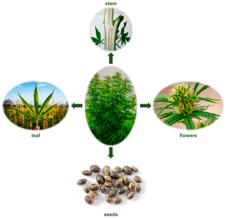 Diagram of a cannabis plant, illustrating its primary components: stem, leaves, flowers, and seeds (https://www.alamy.com/the-big-marijuana-tree-or-cannabis-cannabis-is-a-genus-of-flowering-plants-in-the-family-cannabaceae-the-number-of-species-within-the-genus-is-disputed-image380975038.html?imageid=8CC4A068-B453-4FFE-98BF-6452E78C29C5&p=1344718&pn=2&searchId=00ae21d2051aa197d038ea9207baf572&searchtype=0, accessed on 17 February 2025; https://www.alamy.com/hemp-or-marijuana-plants-growing-on-sunshine-at-farm-field-image372467727.html, accessed on 17 February 2025; https://www.alamy.com/close-up-of-a-cannabis-flower-in-full-bloom-flowering-marijuana-home-herb-cultivation-medical-marijuana-macro-image613742667.html?imageid=5A4B9837-AA8A-4B9D-9CF0-E4CBFAAFBCDC&p=811332&pn=1&searchId=87ce680caa70fe985ec5d14bb3d2412e&searchtype=0, accessed on 17 February 2025; https://en.wikipedia.org/wiki/Cannabis, accessed on 17 February 2025; https://www.alamy.com/cannabis-seeds-isolated-on-white-background-close-up-image444274200.html, accessed on 17 February 2025).