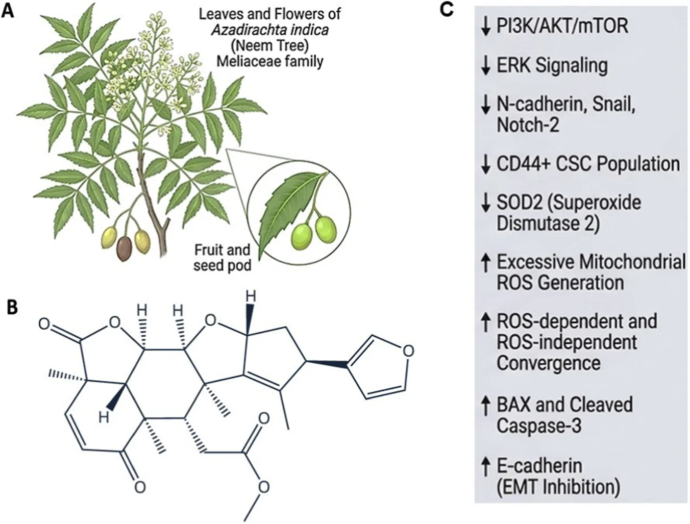 Panel A shows an illustration of the neem tree Azadirachta indica highlighting its leaves, flowers, fruit, and seed pods, with a magnified view of the seed pod. Panel B presents the chemical structure of a compound, likely azadirachtin, with labeled hydrogens and carbon skeleton. Panel C lists the biochemical effects or pathways affected, including reduced PI3K/AKT/mTOR and ERK signaling, decreased N-cadherin, Snail, Notch-2, and CD44+ CSC population, reduced SOD2, increased mitochondrial ROS generation, increased ROS-dependent and independent convergence, increased BAX and cleaved caspase-3, and increased E-cadherin indicating EMT inhibition.