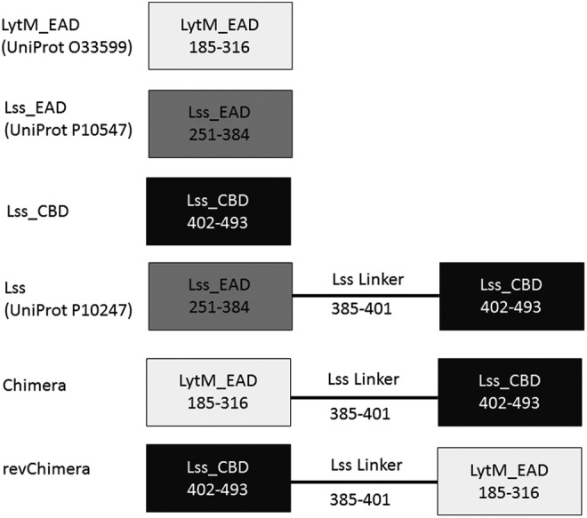 Lysin constructs. Numbers in boxes represent amino acid positions in full-length proteins according to UniProt.