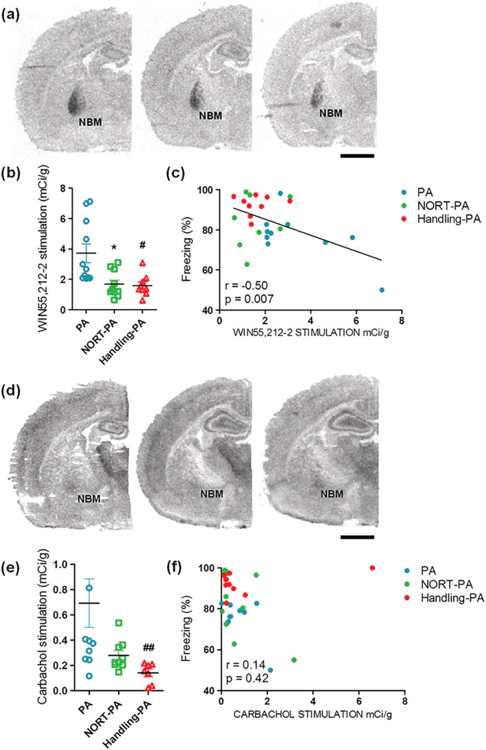 (a) Representative autoradiograms of PA, NORT‐PA, and Handling‐PA groups in rat coronal sections that show [35S]GTPγS stimulated by WIN55212‐2 in the NBM. Scale bar: 5 mm. (b) [35S]GTPγS binding stimulated by CB1 agonist WIN55212‐2 in the NBM. Significant differences were found between PA and NORT‐PA groups and PA and Handling‐PA groups (Kruskal–Wallis test, post‐hoc test Dunn's multiple comparison, H(2) = 11.13, *P < 0.05 PA vs. NORT‐PA, †P < 0.05 PA vs. handling‐PA). (c) Correlation between [35S]GTPγS binding stimulated by CB1 agonist WIN55212–2 in the NBM and the percentage of freezing time in the retention phase of PA (Spearman's test, P = 0.42, r = −0.50). (d) Representative autoradiograms of PA, NORT‐PA, and Handling‐PA groups in rat coronal sections that show [35S]GTPγS stimulated by carbachol in the NBM. Scale bar: 5 mm. (e) [35S]GTPγS binding stimulated by M2/M4 agonist carbachol in the NBM. Significant differences were found between PA and handling‐PA groups (Kruskal–Wallis test, post‐hoc test Dunn's multiple comparison, H(2) = 12.58, P > 0.05 PA vs. NORT‐PA, ††P < 0.01 PA vs. Handling‐PA). (f) Correlation between [35S]GTPγS binding stimulated by M2/M4 agonist carbachol in the NBM and the percentage of freezing time in the retention phase of PA (Spearman's test, *P < 0.05, r = 0.14)