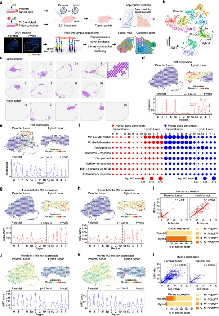 Spatial transcriptomics analysis unveils an increased expression of human immune markers in hybrid tumor.a Workflow of spatial transcriptomics analysis of xenograft C4-2 and enriched THCs tumors. See detailed experimental protocol in the Methods. b t-SNE plot depicting ten main and three minor regions in parental and hybrid tumors. Note: regions 1, 3, and 8 were shared in both parental and hybrid tumors. c The corresponding spatial spots of each region in the parental and hybrid tumor sections. d, e The expression of human (d) or murine (e) vimentin gene. Upper: representative spatial heatmap in the parental tumor regions 1, 5, and 6, and hybrid tumor regions 4 and 7. Lower: violin plot showing the expression in each region. f Relative enrichment of eight immune-related genesets across different regions by AUCell analysis. The dot size represents the average gene signature score over all spots in each region. g, h The expression of human M1-like (g) and M2-like (h) macrophage genesets. Upper: representative spatial heatmap in the parental tumor regions 1, 5, and 6, and hybrid tumor regions 4 and 7. Lower: violin plot showing the expression in each region. i Upper: correlation of human M1-like and M2-like index values, each scatter dot represents a spatial spot. Lower: proportion of four categories stratified based on the upper quartile of the human M1- and M2-like index values. j, k The expression of murine M1-like (g) and M2-like (h) macrophage genesets. Upper: representative spatial heatmap in the parental tumor regions 1, 5, and 6, and hybrid tumor regions 4 and 7. Lower: violin plot showing the expression in each region. l Upper: the correlation of murine M1- and M2-like index values. Lower: proportion of four categories stratified based on the upper quartile of murine M1- and M2-like index values. P-values were determined using a two-sided Spearman’s rank correlation (d, e, g, h, j, k).