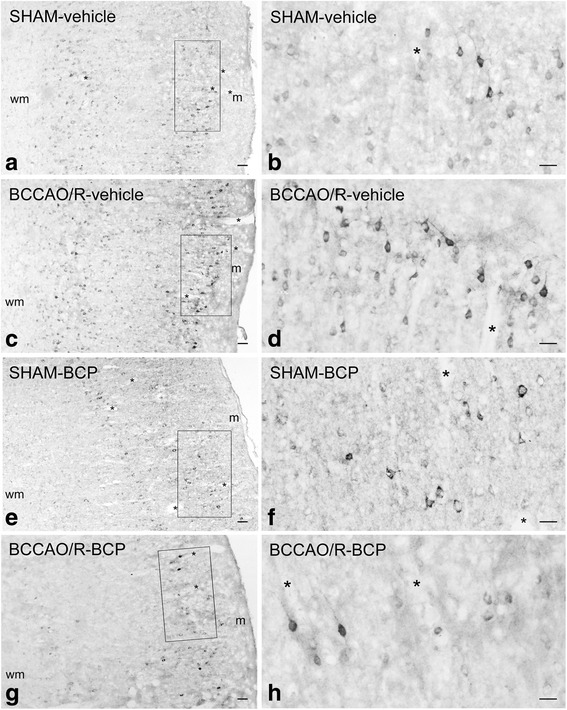 Cyclooxygenase-2 (COX-2)-like immunoreactivity in frontal cortex coronal sections of sham-operated and bilateral common carotid artery occlusion followed by reperfusion (BCCAO/R) rats pre-treated with either the vehicle alone (a-d) or betacaryophyllene (BCP) (e-h). Positive cell bodies are mostly distributed in the superficial cortical layers. b, d, f, h: detail at higher magnification of the microscopic field squared in a, c, e, g, respectively. Panels are representative of observations carried out in 6 rats for each group. Asterisks (*) point to blood vessels. m, molecular layer; wm; white matter. Scale bars: A, C, E, G = 50 μm; B, D, F, H = 25 μm
