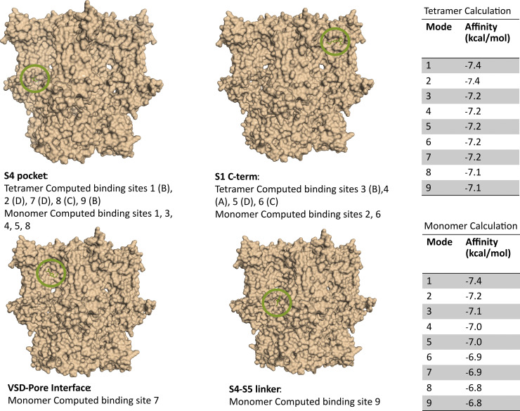 General regions for CBD (green) binding on an HCN4 cyroEM structure (PDB ID 7NP4). Calculated affinities for tetramer and monomer calculations listed on the right. Computed using AutoDock Vina, with exhaustiveness set to 1,000 for tetramer, 100 for monomer.