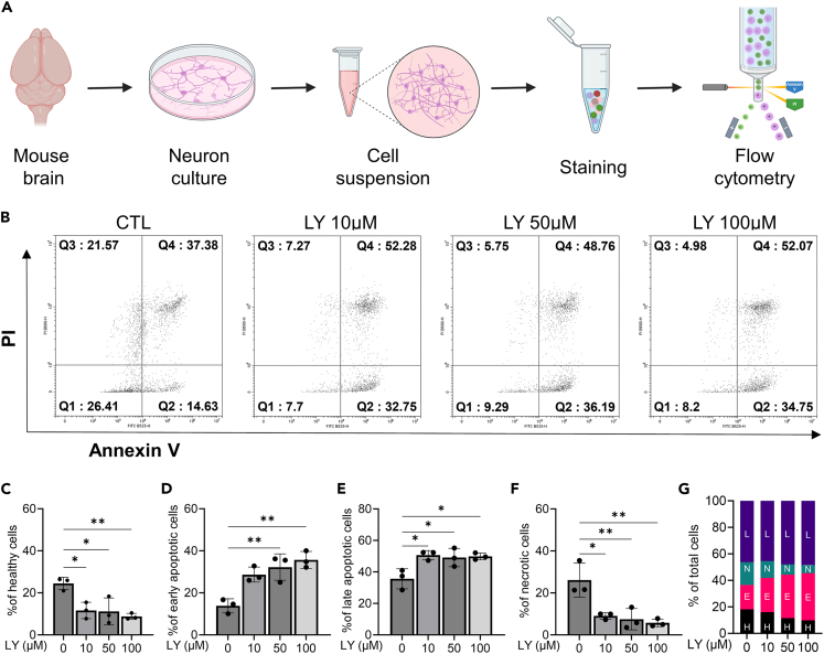 LY-2183240 induces early apoptosis of primary cultured mouse neuronsThe lines for quadrants indicate cortical neurons without staining annexin V and PI. Representative scatterplots of the distribution of CTL(LY-2183240 0 μM), LY-2183240 10 μM, LY-2183240 50 μM, and LY-2183240 100 μM treatments. During flow cytometry, the lower left quadrant contained healthy cells (Q1; annexin V−, PI−), the upper left quadrant had dead cells (Q3; necrotic cells; annexin V−, PI+), the upper right quadrant had late apoptotic cells (Q4; annexin V+, PI+), and the lower right quadrant contained early apoptotic cells (Q2; annexin V+, PI−).(A) Workflow diagram depicting the flow cytometry protocol.(B) Representative quadrant in flow cytometry. Early apoptosis is Q2 in each quadrant.(C–F) Summary bar graphs, (C) % of healthy cells (Q1, one-way ANOVA: F(3,8) = 8.850, p < 0.05 Tukey post hoc test ∗p < 0.05, LY-2183240 0 μM & LY-2183240 10 μM, LY-2183240 0 μM & LY-2183240 50 μM, ∗∗p < 0.01, LY-2183240 0 μM & LY-2183240 100 μM), (D) % of early apoptotic cells (Q2, one-way ANOVA: F(3,8) = 13.92, p < 0.05 Tukey post hoc test ∗∗p < 0.01, LY-2183240 0 μM & LY-2183240 10 μM, LY-2183240 0 μM & LY-2183240 50 μM), (E) % of late apoptotic cells(Q4, one-way ANOVA: F(3,8) = 6.993, p < 0.05 Tukey post hoc test ∗p < 0.05, LY-2183240 0 μM & LY-2183240 10 μM, LY-2183240 0 μM & LY-2183240 50 μM, LY-2183240 0 μM & LY-2183240 100 μM), and (F) % of necrotic cells (Q3, one-way ANOVA: F(3,8) = 11.05, p < 0.05 Tukey post hoc test ∗p < 0.05, LY-2183240 0 μM & LY-2183240 10 μM, ∗∗p < 0.05 LY-2183240 0 μM & LY-2183240 50 μM, LY-2183240 0 μM & LY-2183240 100 μM).(G) Summary graph for LY-2183240 treatment (L, late apoptotic cells; N, necrotic cells; E, early apoptotic cells; H, healthy cell). Data are represented as mean ± SEM.
