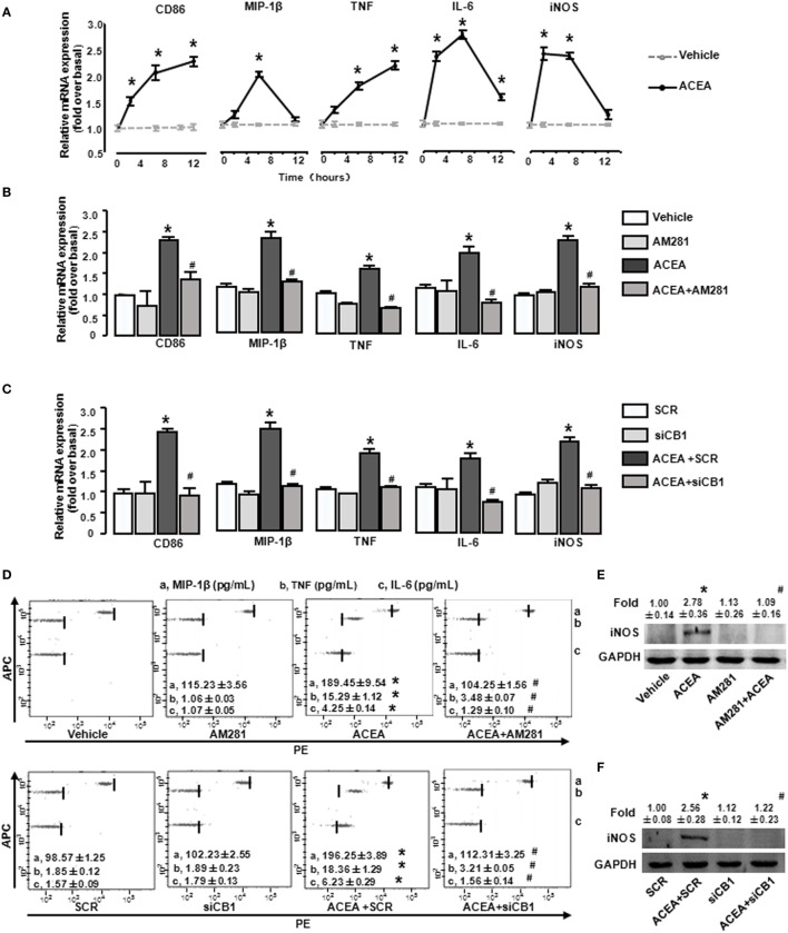 Activation of CB1 promotes M1 marker expressions in bone marrow-derived monocytes/macrophages (BMMs). BMMs were exposed to ACEA for different times. The mRNA levels of M1 markers were measured (A). BMMs pretreated with 10 µmol/L AM281 or CB1 RNA interference was exposed to ACEA for 5 h. M1 markers were measured by RT-qPCR (B,C), western blot (E,F), and CBA (D). *P < 0.05 compared with control, #P < 0.05 compared with the same treated group without inhibitors (n = 4).
