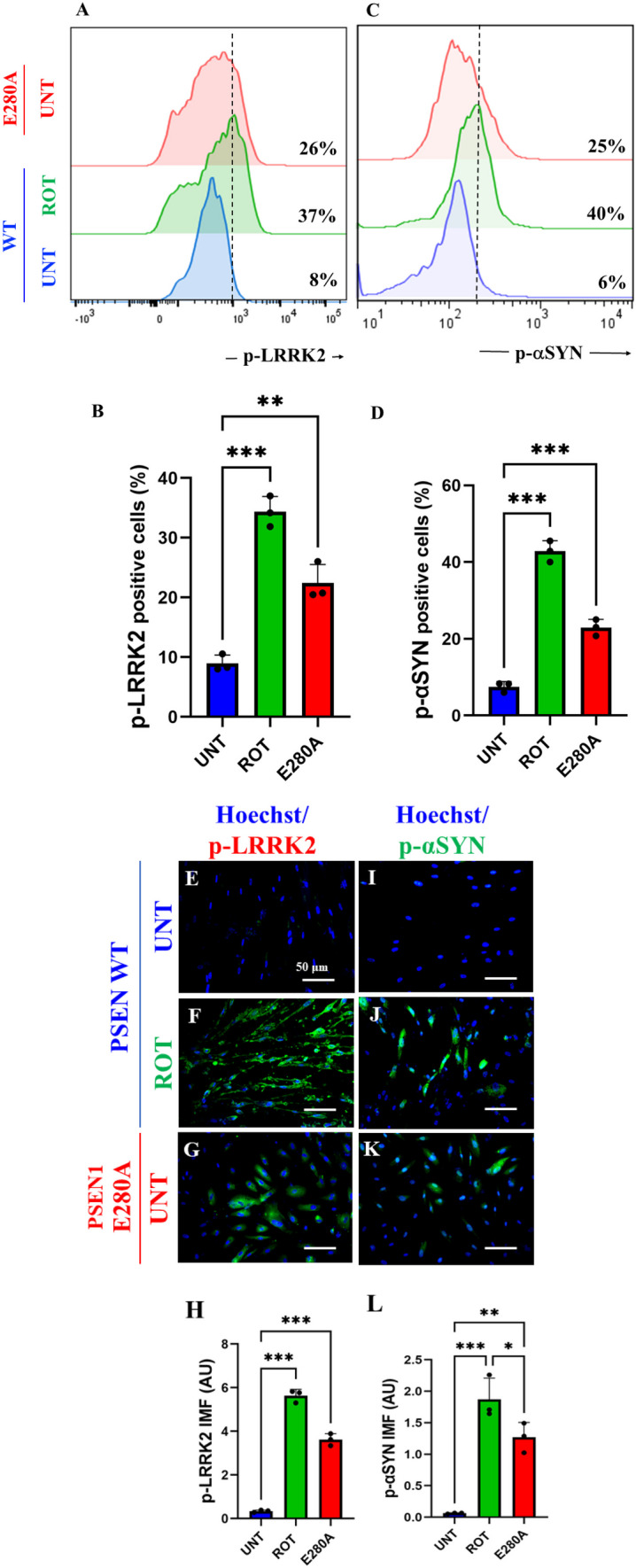 Rotenone (ROT) induces phosphorylation of leucine-rich repeated kinase 2 (LRRK2) concomitantly with phosphorylation of α-synuclein at pathological residue Ser129 in ChLNs. After 7 days of transdifferentiation, WT PSEN1 ChLNs were untreated or treated with ROT 10 μM and PSEN1 E280A ChLNs were left in regular culture medium (RCm) for 24 h. A Representative flow cytometry histogram showing p-LRRK2. B Quantification of p-LRRK2-positive cells by flow cytometry, C Representative flow cytometry histogram showing p-αSYN. D Mean fluorescence intensity (MFI) of p-αSYN. E–H Representative fluorescence microscopy photographs showing E p-LRRK2 in untreated PSEN1 WT ChLNs or F treated with ROT. Representative fluorescence microscopy photographs showing G p-LRRK2-positive cells in PSEN1 E280A ChLNs. Positive blue fluorescence reflects nuclei, positive green fluorescence reflects the presence of p-LRRK2 protein. H Mean fluorescence intensity (MFI) of p-LRRK2. I–K Representative fluorescence microscopy photographs showing I p-αSYN in untreated PSEN1 WT ChLNs or J treated with ROT. Representative fluorescence microscopy photographs showing K p-αSYN -positive cells in PSEN1 E280A ChLNs. Positive blue fluorescence reflects nuclei, positive green fluorescence reflects the presence of p-αSYN protein. L Mean fluorescence intensity (MFI) of p-αSYN. Data are expressed as mean ± SD; Statistically significant differences when *p < 0.05; ** p < 0.01; ***p < 0.001. The figures represent 1 out of 3 independent experiments. Image magnification, 200×