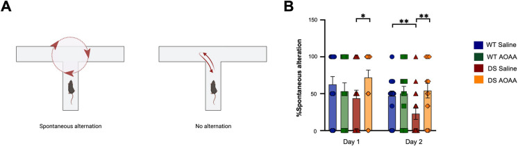 Suppressed spatial learning in the Dp(17)3Yey/ + mouse model; effect of AOAA treatment. A Illustration of the definition of spontaneous alternation in the T-maze paradigm, as used herein, that describes the natural tendency of the animals to enter the unfamiliar, previously unexplored arm of the apparatus. B The percentage of the spontaneous alteration as calculated over a total of five probe trials with a cut-off time of 90 s during a 2-day testing period per subject. Each bar represents the mean ± SEM of 16 animals per experimental group, 8 male and 8 female; each dot represents one animal; *p ≤ 0.05 and **p ≤ 0.01