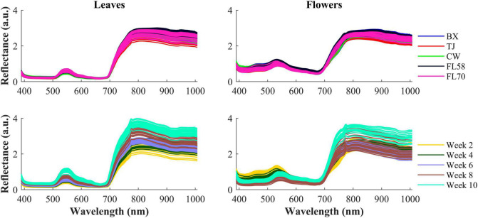 (Top) Mean spectra of five cultivars (i.e., BX, TJ, CW, FL58, and FL70) of hemp flowers and leaves harvested 4 weeks after flower initiation and (Bottom) mean spectra of the cultivar Cherry Wine harvested at all the five growth stages. The reflectance (a.u.) is a relative quantity obtained by diving a sample spectrum by that of the standard reference (section “Hyperspectral Image Acquisition”) with nominal reflectance of 20%.