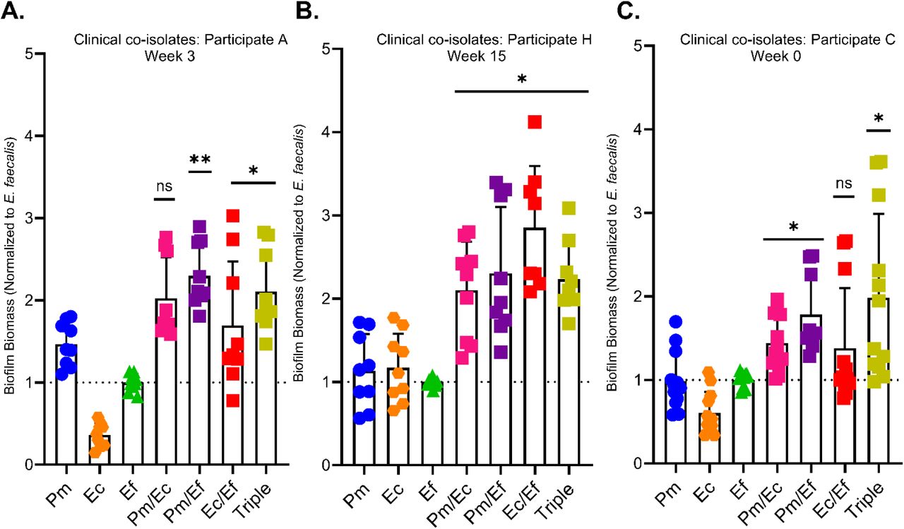 Triple species biofilms formed by clinical co-isolates also exhibit enhanced biomass. Single, double, and triple species biofilms were formed in diluted urine with co-isolated species from (A) participant A, week 3, (B) participant H, week 15 and (C) participant C, week 0. Biofilm biomass was determined by crystal violet staining after 24 hours in diluted urine. Error bars represent mean and SDs 3 independent experiments with 3 biological replicates each. Stats were determined by comparison to the highest single species biofilms using a Kruskal-Wallis test with multiple comparisons; *, P<0.05; **, <0.01; ns, non-significant.