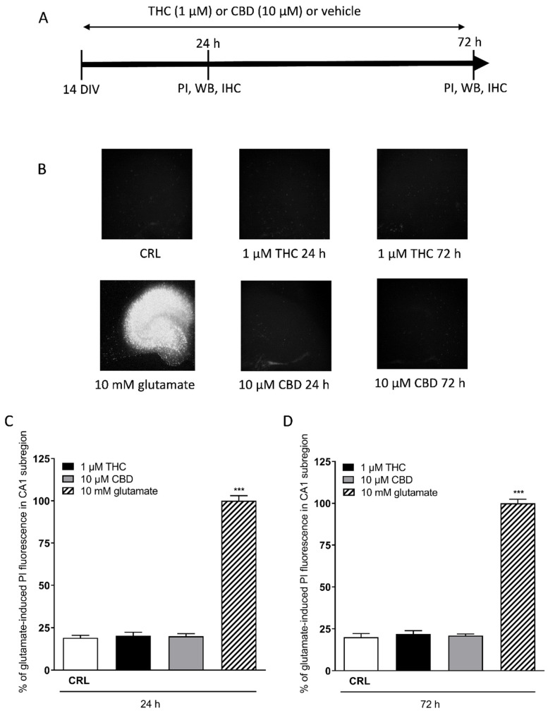 Effects of THC or CBD incubation in organotypic hippocampal slices. (A) Experimental protocols. (B) Top left: hippocampal slices under normal conditions (background PI fluorescence). Bottom left: slice exposed to 10 mM glutamate, displaying intense PI labelling in all sub-regions. Hippocampal slices incubated with 1 µM THC 24 h (top centre), 10 µM CBD 24 h (bottom centre). Slices incubated with 1 µM THC 72 h (top right), 10 µM CBD 72 h (bottom right). (C,D) Quantitative analysis at 24 h (C) and 72 h (D) incubation with cannabinoids. Bars represent the mean ± SEM of at least four experiments. *** p < 0.001 vs. control (CRL) (ANOVA + Dunnett’s test).