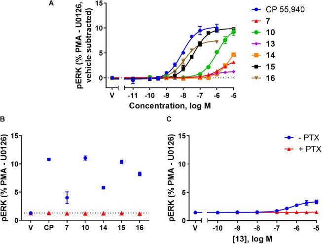 pERK activation via hCB2 in response to CP 55,940 and 2,4,6-trisubstituted 1,3,5-triazines. ERK1/2 phosphorylation (pERK) at 4 min post-drug addition in HEK Flp-in hCB2 cells. (A) Concentration-response curves for CP 55,940 and all test compounds. (V, vehicle) (B) Response at a single concentration (1 μM for CP 55,940 and 16, 10 μM for others) following 27–28 h pre-treatment in the absence or presence of PTX (CP, CP 55,940). Dotted line indicates average vehicle (V) response. (C) Concentration-response curve for 13 following 27–28 h pre-treatment in the absence or presence of PTX. Data in all panels are presented as mean ± SEM from three independent experiments, and normalised to U0126 (0%) and PMA (100%). In panel (A) the vehicle response in each experiment was then subtracted such that the vehicle condition is represented as 0%.