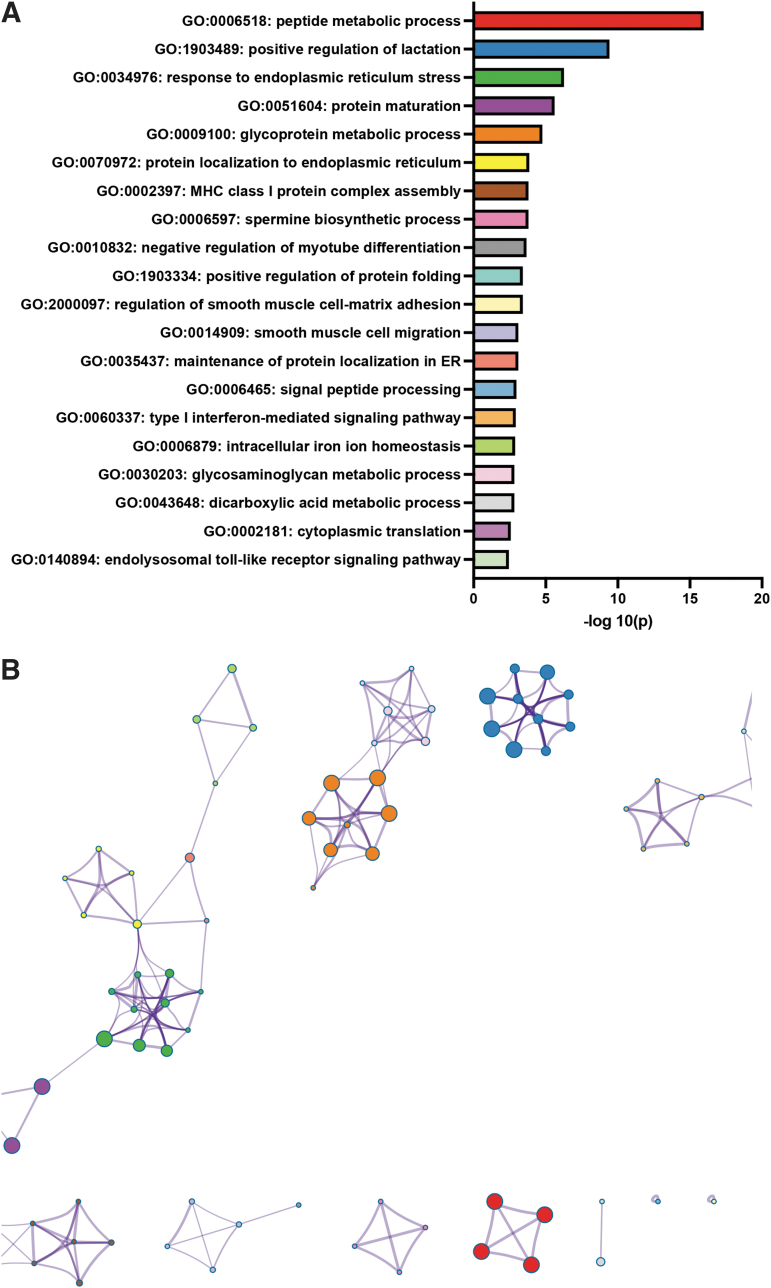 Upregulated GO biological processes in placenta from 3 mg/kg CBD-exposed pregnancies compared with placentae from VEH control pregnancies. (A) −Log10(p-value) of upregulated GO biological process in the CBD versus VEH placenta. (B) Enriched ontology clusters: A subset of representative terms from each of the full GO clusters converted to a network layout. Each term is represented by a colored node (matching the graph in A), with nodes of the same color belonging to the same GO cluster. Node size is proportional to the number of input genes that fall under the term. Terms with a similarity score >0.3 are linked by an edge (the thickness of the edge represents the similarity score).