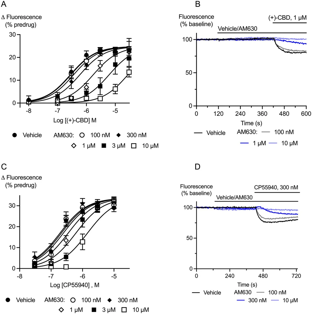 Effects of (+)‐CBD and CP55940 are inhibited by the CB2 antagonist AM630. AtT20 cells expressing CB2 receptors were preincubated with AM630 (100 nM to 10 μM) and then challenged with (+)‐CBD (10 nM—30 μM) or CP55940 (30 nM—10 μM). (A) Represents the pooled concentration response curves for (+)‐CBD in the presence of the indicated concentrations of AM630. The curves were shifted in parallel as AM630 concentrations increased (Schild slope 1.1 ± 0.1, pA2 6.5 ± 0.16, n = 6 independent experiments). (B) Example traces showing the progressive reduction in the response to (+)‐CBD (1 μM) produced by increasing concentrations of AM630. (C) Represents the pooled concentration response curves for CP55940 in the presence of the indicated concentrations of AM630. The curves were shifted in parallel as AM630 concentrations increased (Schild slope 0.9 ± 0.1, pA2 6.0 ± 0.17, n = 6 independent experiments). (D) Example traces showing the progressive reduction in the response to CP55940 (300 nM) produced by increasing concentrations of AM630.