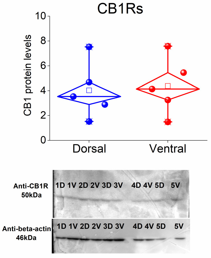 Protein expression of CB1 receptors in dorsal and ventral CA1 hippocampal fields. The protein levels of CB1 receptors in the CA1 field are similar in dorsal and ventral hippocampal regions. Data were collected from five rats.