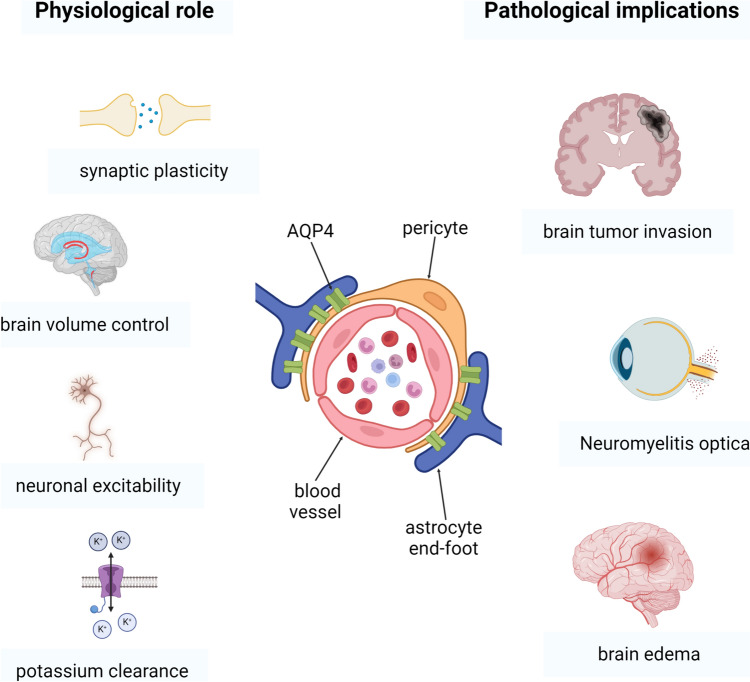 Physiological and pathological implications of AQP4 in the brain