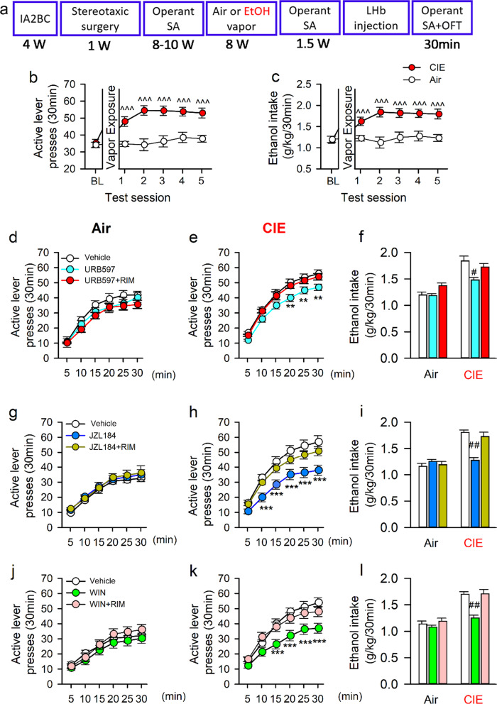 Inhibiting LHb eCB hydrolysis or activating LHb CB1Rs decreases alcohol-seeking in rats with a history of chronic intermittent exposure to ethanol vapor (CIE).Panel (a) depicts the experimental timeline. Adult male Long-Evans rats were first trained to drink alcohol for 4 weeks in the intermittent access 2-bottle free-choice (IA2BC) paradigm, followed by training for ethanol self-administration (SA) in the operant chambers in the FR1 paradigm for 8–10 weeks. They then were exposed to either CIE or Air vapor for 8 weeks. The number of active lever presses (b) and ethanol consumption (c) of CIE exposed rats significantly increased compared to before CIE or Air control rats. At 24-h abstinence from the last drinking session, a selective FAAH inhibitor (URB597), MAGL inhibitor (JZL184), CB1R agonist WIN55,212-2 (WIN), or Vehicle was bilaterally injected into the LHb 30 min before a drinking session. Panel (d–l) summarizes the effect of these compounds on active lever presses in both Air (d, g, and j) and CIE rats (e, h, and k), as well as the change of ethanol consumption (f, l). All data are expressed as mean ± SEM. ^^^p < 0.001 vs baseline (BL) within CIE or Air group revealed by one-way RM ANOVA, ***p < 0.001 vs Vehicle or URB597/JZL184/WIN + RIM within CIE group revealed by two-way ANOVA; #p < 0.05 vs Vehicle or URB597/JZL184/WIN + RIM within CIE group, by one-way ANOVA followed by Bonferroni post-hoc test. n = 16-18 rats/group.