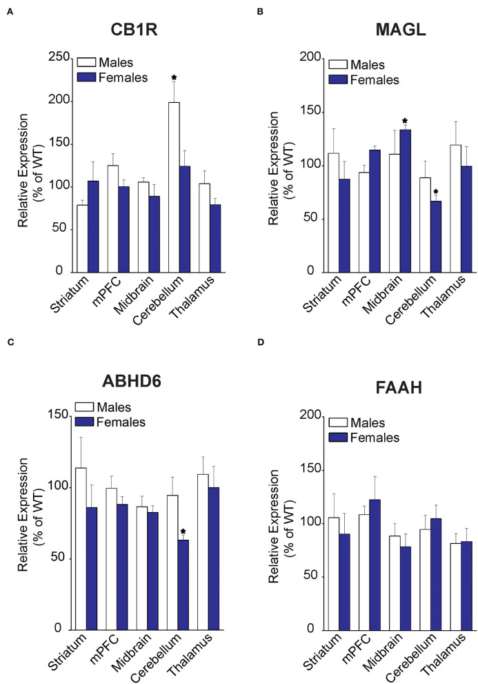 Relative expression of 2-AG and AEA catabolic enzymes in brain regions of WT and FABP5 KO mice. (A–D) Relative expression of CB1R, MAGL, ABHD6, and FAAH in male and female FABP5 KO mice compared to WT controls (n = 5). *, p < 0.05; KO vs. WT.