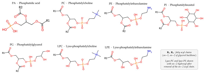 Generic structures of the principal plant phospholipid classes. PA—phosphatidic acid (free phosphate); PC—phosphatidylcholine (choline-phosphate; zwitterionic at physiological pH); PE—phosphatidylethanolamine (ethanolamine-phosphate); PI—phosphatidylinositol (myo-inositol-phosphate); PG—phosphatidylglycerol (glycerol-phosphate). Lyso-PC (LPC) and lyso-PE (LPE) are shown with a free sn-2 hydroxyl after enzymatic or chemical removal of the sn-2 acyl chain. Black—carbon, red—oxygen, orange—phosphorus, blue—nitrogen.