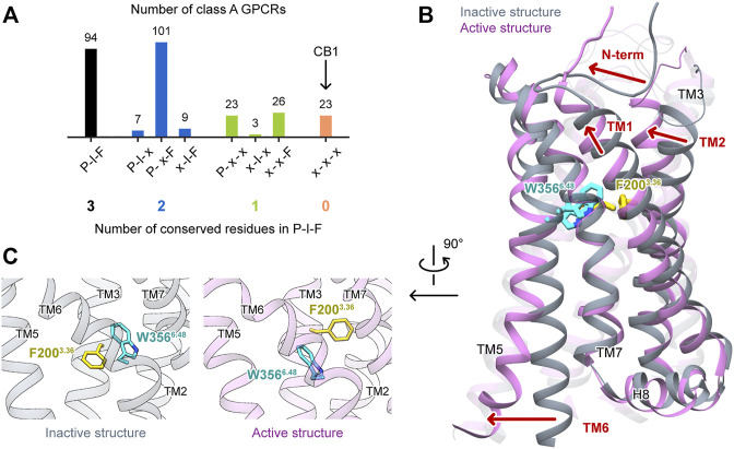 Special features of CB1 activations among class A GPCRs. (A) Conservativeness of the P-I-F motif in nonolfactory class A GPCRs (colored according to the number of conserved residues). CB1 is among the 23 members possessing none of P5.50, I3.40, and F6.44. (B) Comparison of CB1 inactive and active structures, showing movements of structural segments. (C) Side-chains of F2003.36 and W3566.48 in inactive and active structures of CB1 showed “twin toggle switch” of the two residues, a remarkable conformational change.