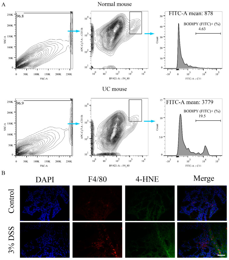 Ferroptosis occurs in colon macrophages. (A), Representative flow cytometry images showing lipid peroxidation of colon macrophages of mice. (B), Representative images of F4/80 and 4-HNE levels in colonic tissues of mice were determined by colon tissue immunofluorescence staining, scale bar, 50 μm. 4-HNE, 4-hydroxynonenal; DAPI, 2−(4-Amidinophenyl)−6-indolecarbamidine dihydrochloride; DSS, dextran sulfate sodium.