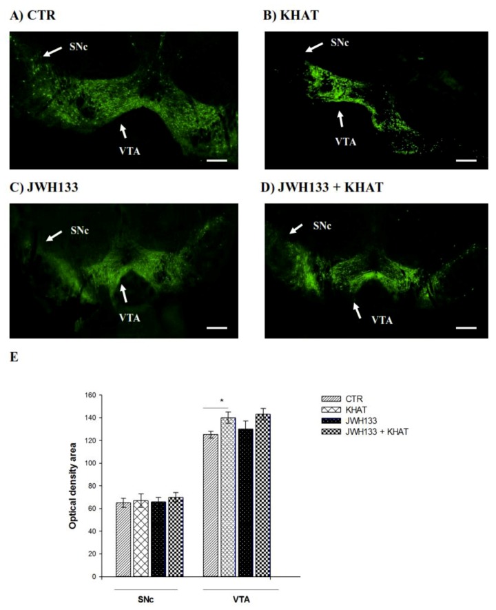 Effect of sub-acute administration of khat extract alone and in combination with JWH133 on immunohistochemical staining for TH-positive cells in WT mice. (A–D) Representative photomicrographs of TH immunoreactive neurons in the substantia nigra pars compacta (SNc) and ventral tegmental area (VTA) region. Scale bar, 100 μm. (E) The number TH positive cells (optical density area), and the data were expressed as mean ± SEM (n = 6 in each group). Statistical analysis was done using one-way ANOVA followed by Tukey′s multiple comparison test. * p < 0.05. CTR (control group received the vehicle); KHAT (treatment group received khat extract 300 mg/kg); JWH133 (treatment group received JWH133 5 mg/kg); JWH133 + KHAT (treatment group received a combination of JWH133 5 mg/kg with khat extract 300 mg/kg). The vehicle, JWH133, and khat extract were administered to mice once daily for seven consecutive days.