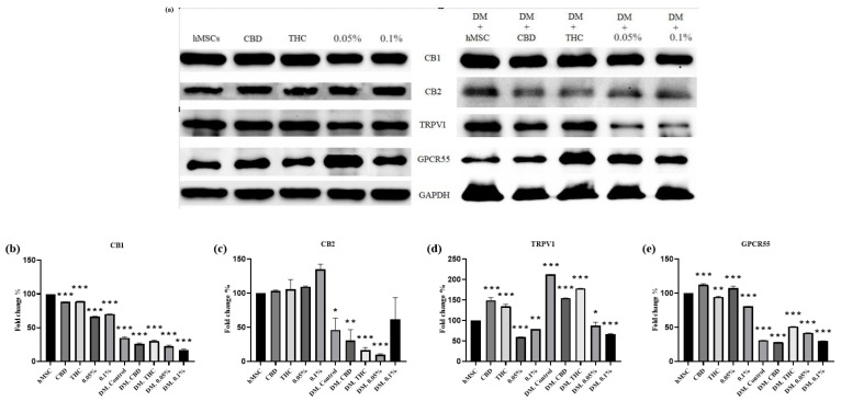 Western blotting of ECS receptors on hMSCs and treatments with or without DM (a). Densitometry analysis of CB1, CB2, TRPV1, and GPCR55 are shown in (b–e), respectively. The means ± SD are shown; ANOVA as * p ≤ 0.05, ** p ≤ 0.01, *** p ≤ 0.001.