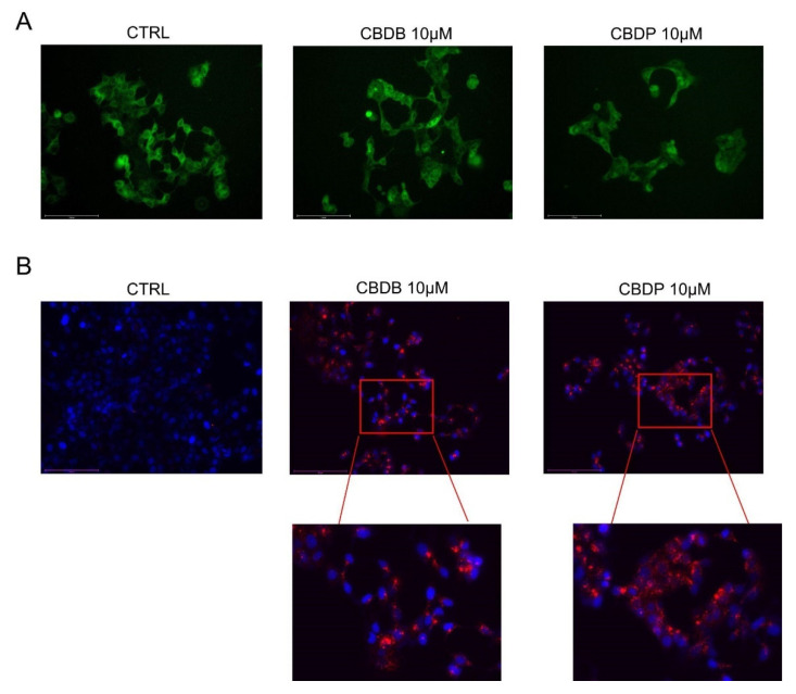 Representative fluorescent images of organelle structures. MCF-7 cells were treated with vehicle (CTRL) or CBDB and CBDP (10 µM) for 24 h. (A) Cells were stained with ER TrackerTM to visualize endoplasmic reticulum membranes. (B) Cells were stained with Hoechst (0.5 mg/mL) and Lysotracker Red DND-99 (100 nM) according to the manufacturer’s recommendations and imaged with an Evos m7000 fluorescence microscope. Scale bar 150 μm, objective 20×.