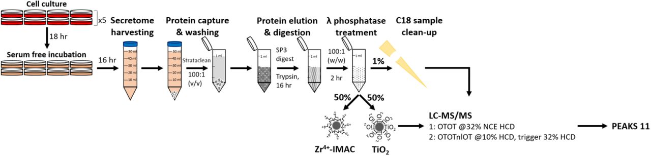 Workflow for the identification of sulfated peptides from a HEK-293 cell secretome.Following incubation in serum-free media, the secretome was harvested, and proteins captured with Strataclean beads. Eluted proteins were subject to SP3-based trypsin proteolysis and treatment with λ phosphatase. 1% was subjected to C18 sample clean-up prior to LC-MS/MS analysis. The remainder was subject to enrichment using either the optimised Zr4+-IMAC or TiO2 protocols. All samples were analysed using i) high resolution (Orbitrap, OT) data-dependent acquisition (DDA) with 32% NCE HCD, or ii) the neutral loss triggering strategy where loss of 80 Da at 10% NCE HCD invoked precursor fragmentation with 32% NE HCD. Data were analysed using PEAKS 11.