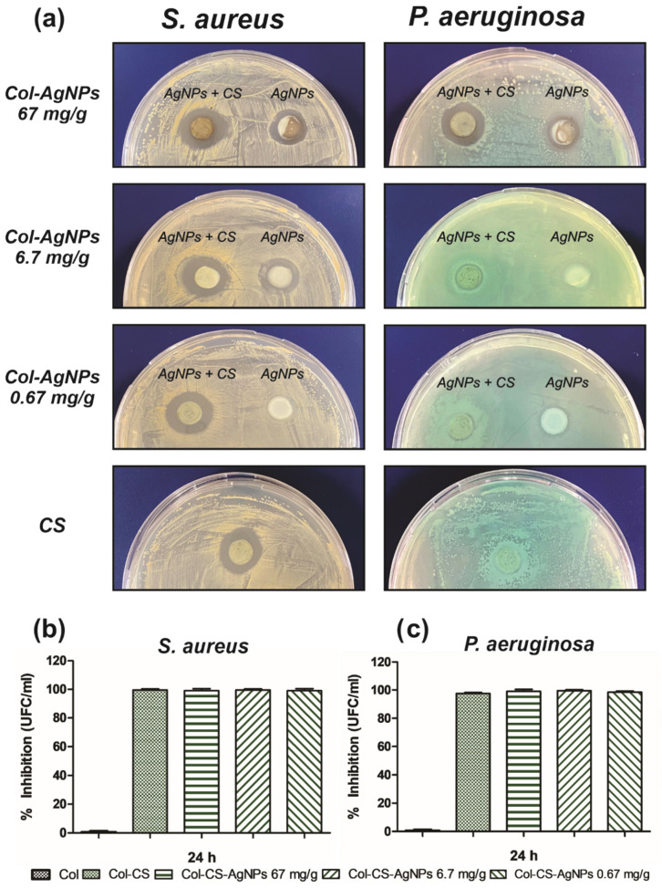 Antimicrobial activity of Col-CS-AgNPs against S.aureus and P. aeruginosa. (a) Disk diffusion method for Col-CS and Col-AgNPs 67, 6.7 and 0.67 mg/g containg or not CS, against S. aureus and P. aeruginosa. (b) Percentage of inhibition of the growth of S. aureus (b) and P. aeruginosa (c) evaluated by the dilution method.