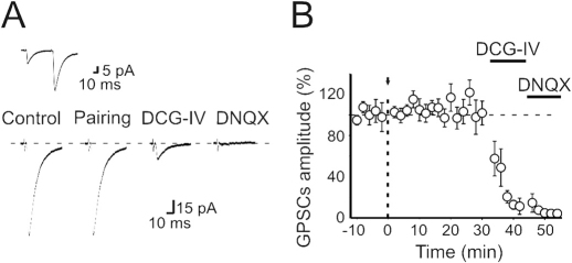 Lack of CB1-mediated STD-LTD in hippocampal slices obtained from P19–P25 old rats.(A) Glutamatergic MF-EPSCs evoked in the presence of picrotoxin (100 μM) before (Control), after pairing, after addition of DCG-IV or DCG-IV plus DNQX. The inset above the traces shows paired pulse facilitation of MF-EPSCs. (B) Mean amplitude of MF-EPSCs before and after pairing (arrows at time 0) versus time (n = 19). Note that pairing did not affect synaptic responses. These were strongly reduced by DCG-IV and blocked by DNQX.