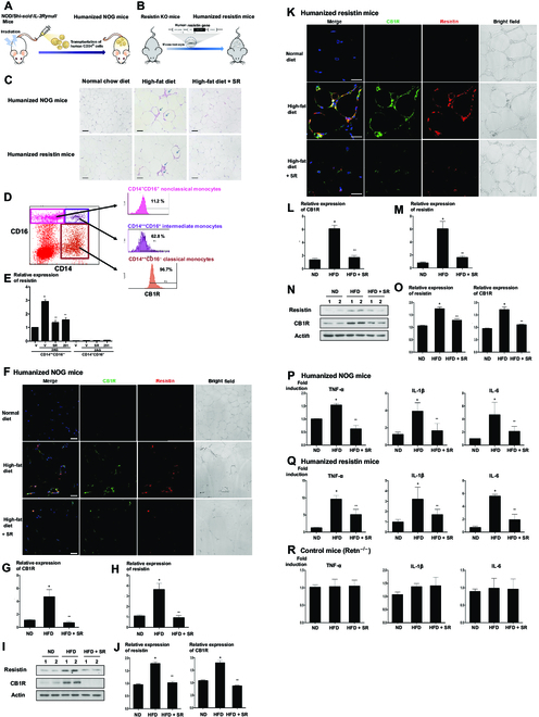 The ECS regulates inflammation in vivo by the infiltration of resistin-secreting CB1R-positive cells. (A and B) Schematic figures of 2 in vivo models. (A) To generate humanized NOG mice, the NOG mice were irradiated, and 1 × 105 human CD34-positive cells were transplanted through tail vein injection. (B) Humanized resistin mice were generated after inserting human resistin gene into the monocyte of resistin knockout (KO) mice. (C) Hematoxylin and eosin staining of visceral adipose tissues. CLSs are indicated by arrows. (D) The FACS of PBMCs into several fractions according to the expression of CD14 and CD16. The CD14++ CD16− fraction of cells, considered as classical subsets of human monocytes, was mostly CB1R-positive cells. (E) In the CD14++ CD16− fraction of cells having CB1R, 2-AG treatment significantly increased resistin expression, which was reversed by CB1R antagonists, SR141716 or AM251 (*P < 0.01, vehicle versus 2-AG; **P < 0.01, 2-AG + V versus 2-AG + SR141716 or AM251; n = 4). (F to J) Visceral adipose tissues of humanized NOG mice (F) and humanized resistin mice (K). Mice were fed with a normal diet and a high-fat diet with or without intraperitoneally injected SR141716 for 8 weeks. Green, CB1R; red, resistin; 4′,6-diamidino-2-phenylindole, nuclei. Scale bars, 10 μm. Real-time PCR (G, H, L, and M) and Western blot analysis of CB1R and resistin in visceral adipose tissues of humanized NOG mice and humanized resistin mice (I, J, N, and O) (*P < 0.05, ND versus HFD; **P < 0.05, HFD versus HFD + SR; n = 4). ND, normal chow diet; HFD, high-fat diet. (P to R) Proinflammatory gene expressions by real-time PCR in visceral adipose tissues. TNF-α, IL-1β, and IL-6 in humanized NOG mice and humanized resistin mice, respectively (*P < 0.05, ND versus HFD; **P < 0.05, HFD versus HFD + SR; n = 4).
