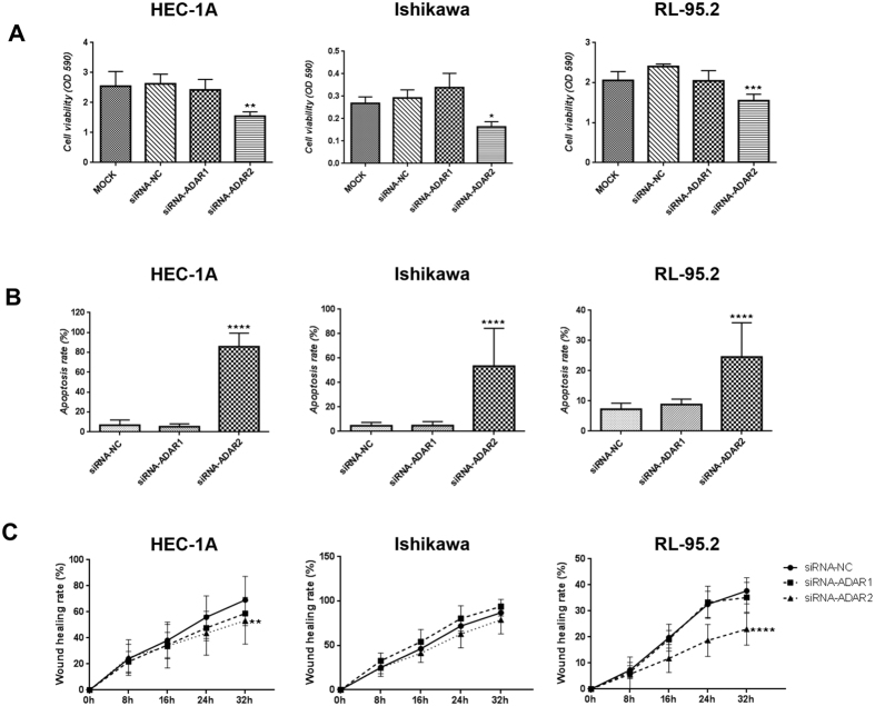 Functional assays revealing that ADAR2 presents oncogenic functions in vitro. HEC-1A, Ishikawa and RL95-2 EC cell lines were used for the functional assays. Panel A. Proliferation assay showing a significant decrease in cell viability (OD 590 nm) in the 3 cell lines when inhibiting ADAR2 expression. Panel B. Apoptosis assay showing a significant increase in apoptosis rate when silencing ADAR2. Panel C. Wound healing assay indicating a significant decrease in HEC-1A and RL95-2 migration capabilities (% of wound healing) when treating cells with siRNA-ADAR2. No significant changes were seen when inhibiting ADAR1.