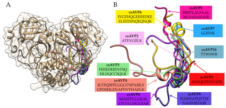 Comparison of molecular docking position of all selected csAVPs (csAVP1 to csAVP10) on the crystal structure of coronavirus 3CL protease in the apo state (PDB ID: 7C2Q) shown with (A) and without (B) the enzyme structure. Structure of the coronavirus 3CL protease is shaded in gold and the csAVPs are labeled with different colors.