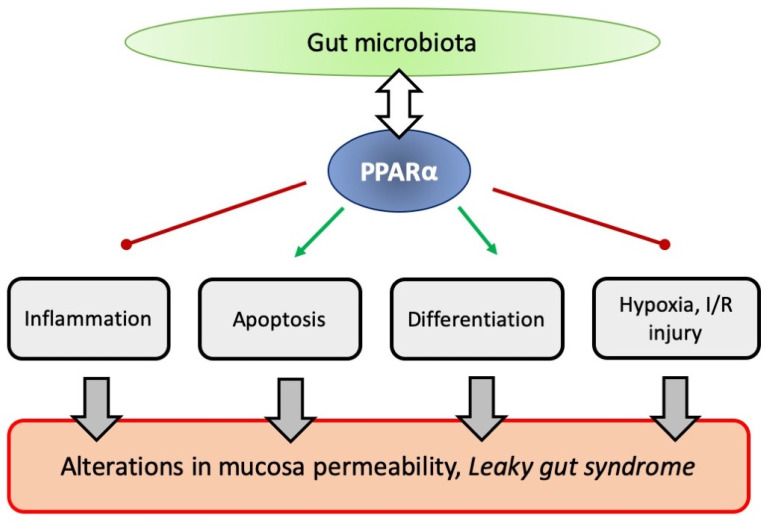 The scheme that summarizes the described impact of PPARα on various aspects of gut physiology, which may contribute to the development of the “leaky gut syndrome”.
