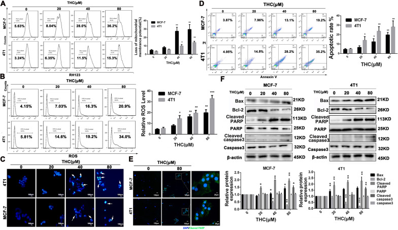 Effects of THC on apoptosis of breast cancer cells. A THC changed the mitochondrial membrane potential (ΔΨm) of breast cancer cells. MCF-7 and 4T1 cells were treated with various concentrations (0–80 μM) of THC for 48 h and then detect the change in ΔΨm by FCM. Data are expressed as means ± SD from three experiments (*P < 0.05; **P < 0.01; ***P < 0.001 compared to control). B MCF-7 and 4T1 cells were treated with designated concentrations (0–80 μM) of THC for 48 h. The harvested cells were loaded with DCFH-DA and then ROS levels in the cells were measured by FCM. Data are expressed as means ± SD from three experiments (*P < 0.05; **P < 0.01; ***P < 0.001compared to control). C Cell nuclear changes of MCF-7 and 4T1 cells were determined by staining with Hoechst 33258 and visualized by a fluorescence microscope after treatment with increasing doses of THC (0–80 μM) for 48 h. D MCF-7 and 4T1 cells were treated with THC (0–80 μM) at indicated doses for 48 h, and the level of apoptosis was evaluated using the Annexin V/PI dual-labeling technique,and determined by FCM. Data are expressed as means ± SD from three experiments (*P < 0.05; **P < 0.01; ***P < 0.001 compared to control). E The effect of THC (0, 80 μM) on Cleaved PARP protein expression was analyzed by immunofluorescence. F: Western blot analyses of MCF-7 and 4T1 cells treated (48 h) with different concentrations (0–80 μM) of THC were used to evaluate protein expression of Bax and Bcl-c, caspase-3, Cleaved capase-3, PARP and Cleaved PARP. Protein expression was quantified by the densitometry analysis using Image J and normalized against β-actin expression. Data are expressed as means ± SD from three experiments (*P < 0.05; **P < 0.01; ***P < 0.001 compared to control)