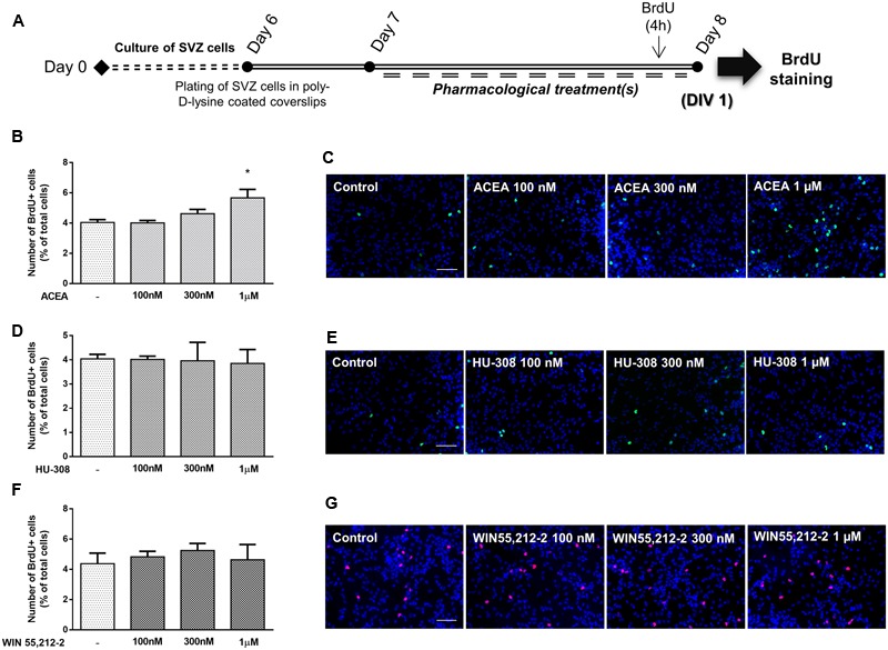 CB1R selective activation stimulates SVZ cell proliferation. (A) Schematic representation of the experimental protocol. Day 0 represents the day of cultures; at Day 6 SVZ neurospheres were plated for 24 h and at Day 7 cells were exposed to pharmacological treatments for further 24 h (Day 8). (B,D,F) Bar graphs depict the number of BrdU-positive cells expressed as percentage of total cells per culture. Data are expressed as mean ± SEM. n = 2–5. ∗p < 0.05 using Dunnett’s multiple comparison test. (C,E,G) Representative fluorescent digital images of cells immunopositive for BrdU (green for C,E; red for G) and Hoechst 33342 staining (blue nuclei) (in control cultures and in cultures exposed to ACEA, HU-308 and WIN55,212-2 at the indicated concentrations. Scale bars = 50 μm.