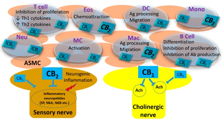 The localization CB receptors and their reported effects in the airways. (ASMC: Airway smooth muscle cell; Eos: Eosinophil; DC: Dendritic cell; Mono: Monocyte; Neu: Neutrophil; MC: Mast cell; Mac: Macrophage; Ag: Antigen; Ab: Antibody). The receptors in bold characters represent a denser expression in that cell type.