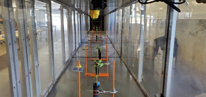 Interior of low-speed wind tunnel with spray deposition collectors and industrial hemp plants positioned at downwind distances from the nozzle.