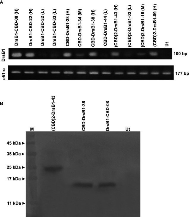 Semi-quantitative RT-PCR (A) and western blotting (B) analysis of transgenic and control plants. The upper panel shows the PCR products of the CBD-DrsB1, (CBD)2-DrsB1, and DrsB1-CBD recombinant genes in the selected transgenic line and the lower panel shows the PCR products elf housekeeping gene. Mouse monoclonal anti-His antibody (Sigma-Aldrich, product No. A7058) was used for recombinant peptides detection.