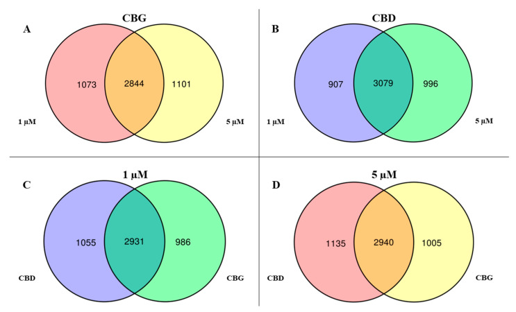 Venn Diagram. For both the (A) CBG and (B) CBD compound, the central area highlights the amount of genes that are statistically differentially expressed between CTR-NSC-34 and dose 1 and 5 µM of CBG (2844) or CBD (3079). The right areas of both the diagrams highlight the genes statistically differentially expressed between CTR-NSC-34 and dose 5 µM of CBG (1101) or CBD (996) that are not significant at dose 1 µM. Conversely, the left area of the diagrams shows the genes that are statistically differentially expressed between CTR-NSC-34 and dose 1 µM of CBG (1073) or CBD (907) that are not significant at dose 5 µM. For both the (C) 1 and (D) 5 µM doses, the central area highlights the amount of genes that are statistically differentially expressed between CTR-NSC-34 and dose 1 µM of CBD or CBG (2931) or 5 µM of CBG or CBD (2940). The left areas of both the diagrams highlight the genes statistically differentially expressed exclusively between CTR-NSC-34 and dose 1 µM of CBD (1055) or 5 µM CBD (1135). Conversely, the right area of the diagrams shows the genes that are statistically differentially expressed exclusively between CTR-NSC-34 and dose 1 µM of CBG (986) or 5 µM CBG (1005).