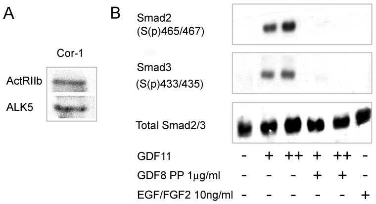 Cor-1 cells express the ALK5/ActRIIb receptor complex and respond appropriately to GDF11.(A) Cor-1 cells were grown until near confluence. Lysates were analysed for the presence of the ActRIIb and ALK5 receptors by western blotting. Bands at the appropriate molecular weights (70 kDa and 56 kDa, respectively) were readily detected. (B) Cor-1 cells were treated as indicated with GDF11 (+: 10 ng/ml, ++: 25 ng/ml) with or without the GDF8 propeptide (PP) (1 µg/ml). Lysates were probed by western blot to detect phospo-Smad2, phospho-Smad3 and total Smad2/3. EGF/FGF2 stimulation was used as a negative control.