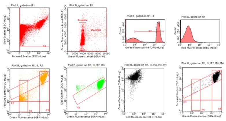 Gating strategy to analyze nuclei and MNs by Guava Incyte software (Merck, Darmstadt, Germany).
