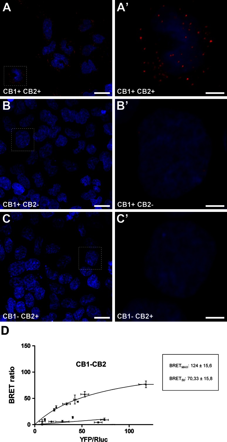 Detection of CB1–CB2 receptor heteromers in HEK-transfected cells. The specificity of the in situ proximity ligation assay (PLA) was tested using HEK-293T cell lines transiently transfected with the cDNAs of CB1R and CB2R (a, a’), with CB1R only (b, b’) or with CB2R only (c, c’). Cells were processed for PLA stain according to the guidelines issued by the manufacturer. Only when the two receptors were present and in close proximity were CB1R–CB2R heteromers detected as a punctuate fluorescent signal by confocal microscopy. Since receptors are recognized by primary antibodies linked to different DNA chains (a plus and a minus), CB1R–CB2R receptor heteromers were only detected in HEK cells transfected with both cDNAs but not in cells transfected only with either CB1 or CB2 cDNAs. Scale bar is 20 μm for panels a, b and c, and 5 μm for insets. d BRET saturation experiments showing CB1R–CB2R heteromerization were performed using cells transfected with 1 µg of cDNA corresponding to CB1R–Rluc and increasing amounts of cDNA (0–3 µg cDNA) corresponding to CB2R-YFP (triangles). As a negative control, cells were also transfected with cDNA corresponding to CB1R–Rluc (1 µg) and to D4,2R–YFP (0–4 µg cDNA) (squares). Both fluorescence and luminescence for each sample was measured before every experiment to confirm similar donor expressions (approximately 100,000 bioluminescence units) while monitoring the increase in acceptor expression (100–70,000 net fluorescence units). The relative amount of BRET is given as the ratio between the net fluorescence of the acceptor (YFP) and the luciferase activity of the donor (Rluc). BRET data are expressed as mean ± s.e.m. of 4–8 different experiments grouped as a function of the amount of BRET acceptor