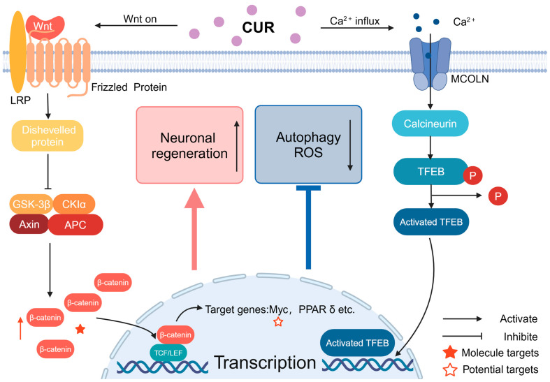 The signaling of Wnt and calcium ions through MCOLN: CUR can activate Wnt signaling way by increasing the stability of β-cyclin, leading to its accumulation in the cytoplasm. Following this, the Wnt signaling pathway triggers the activation of Wnt target genes within the nucleus, which ultimately contributes to neuroprotection. CUR also can facilitate the entry of calcium ions into the cell through MCOLN, activate TFEB, and the activated TFEB enters the nucleus, promoting the transcription of related genes.6. Nicotine.